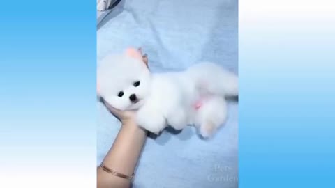 Small puppy looking cute while enjoying with owner