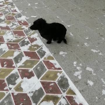 Poor dog freezes in winter weather.