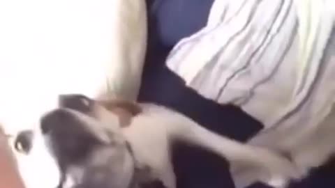 Funny Dog Videos 2021 It's time to LAUGH with Dog's life100