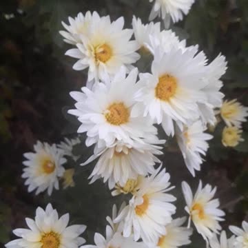 Chrysanthemums for you