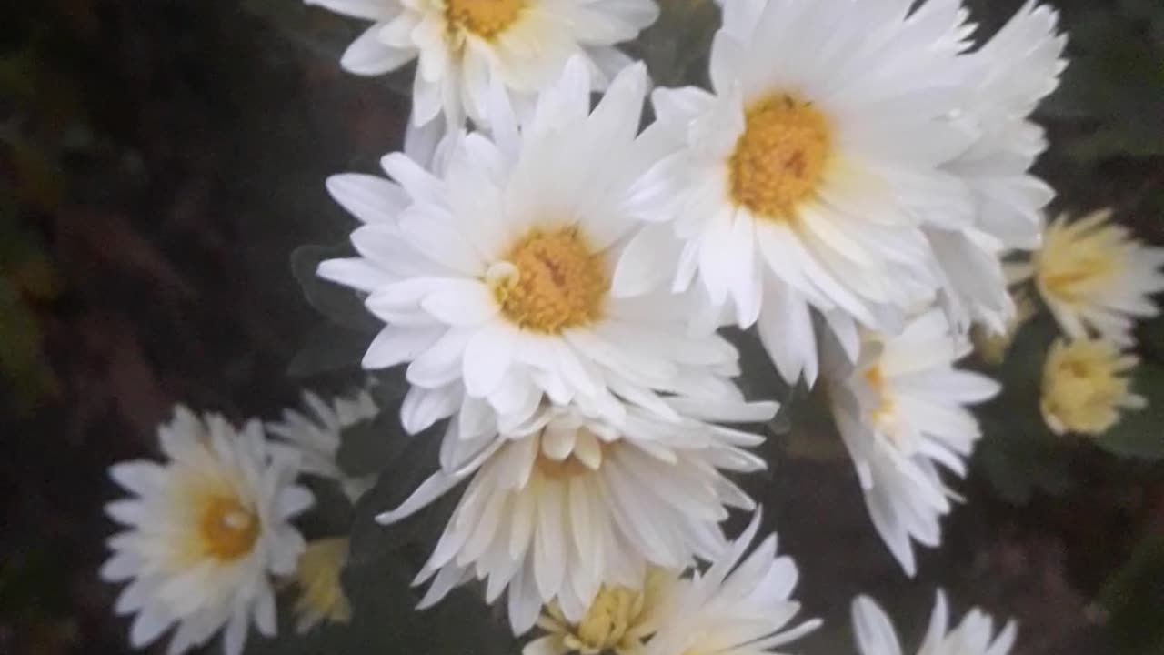 Chrysanthemums for you