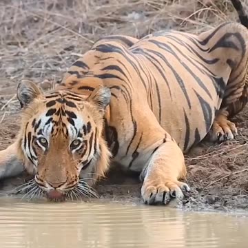 Wildlife in Closer View with natural perspective.