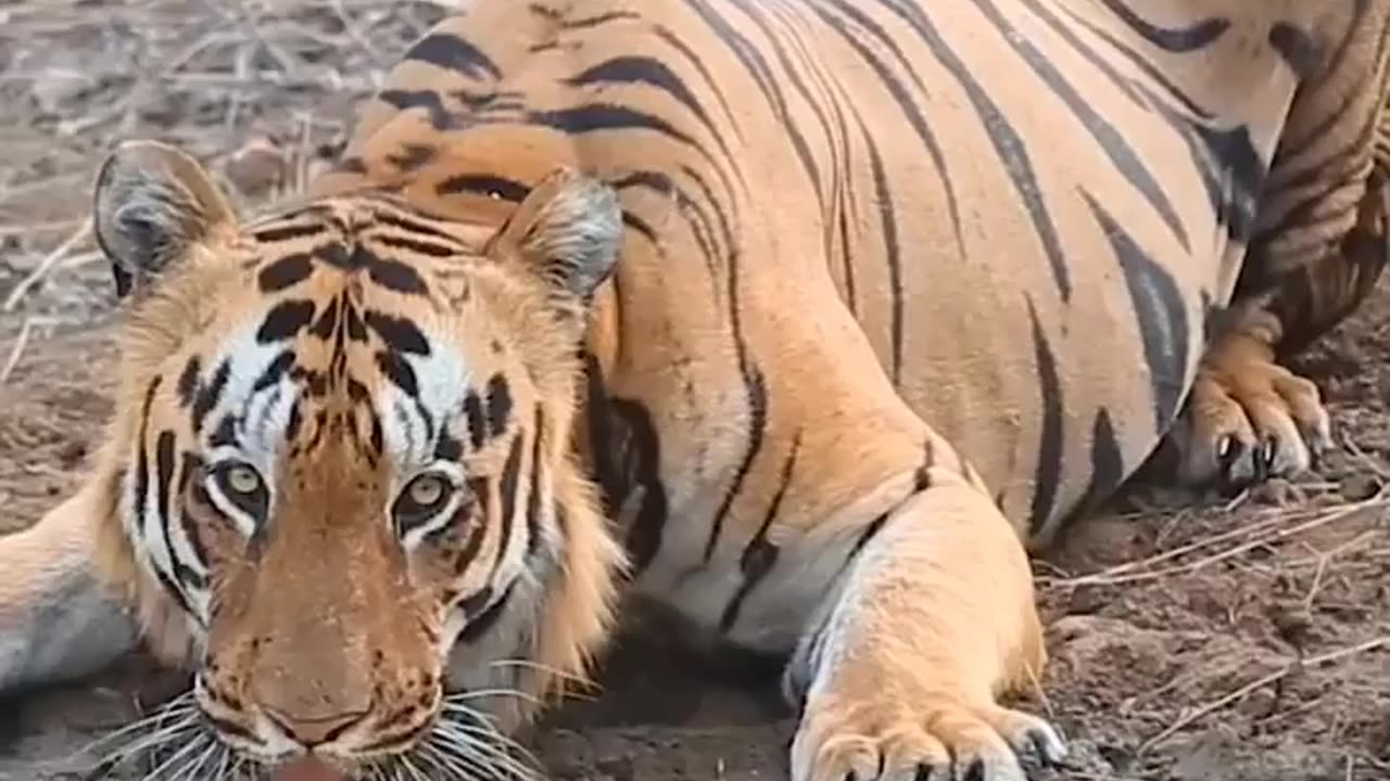 Wildlife in Closer View with natural perspective.