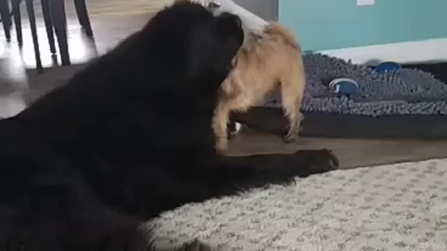Gentle Giants