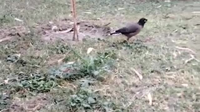 Bird Video By Kingdom Of Awais