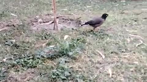 Bird Video By Kingdom Of Awais