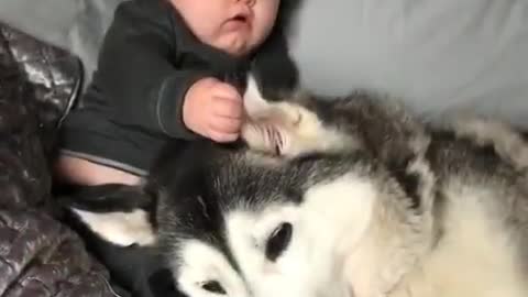 Dogs love with baby