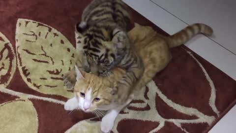 Tiger cub and cat getting acquainted