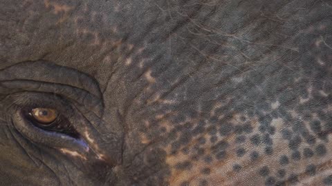 Close-Up View of an Elephant's Eye