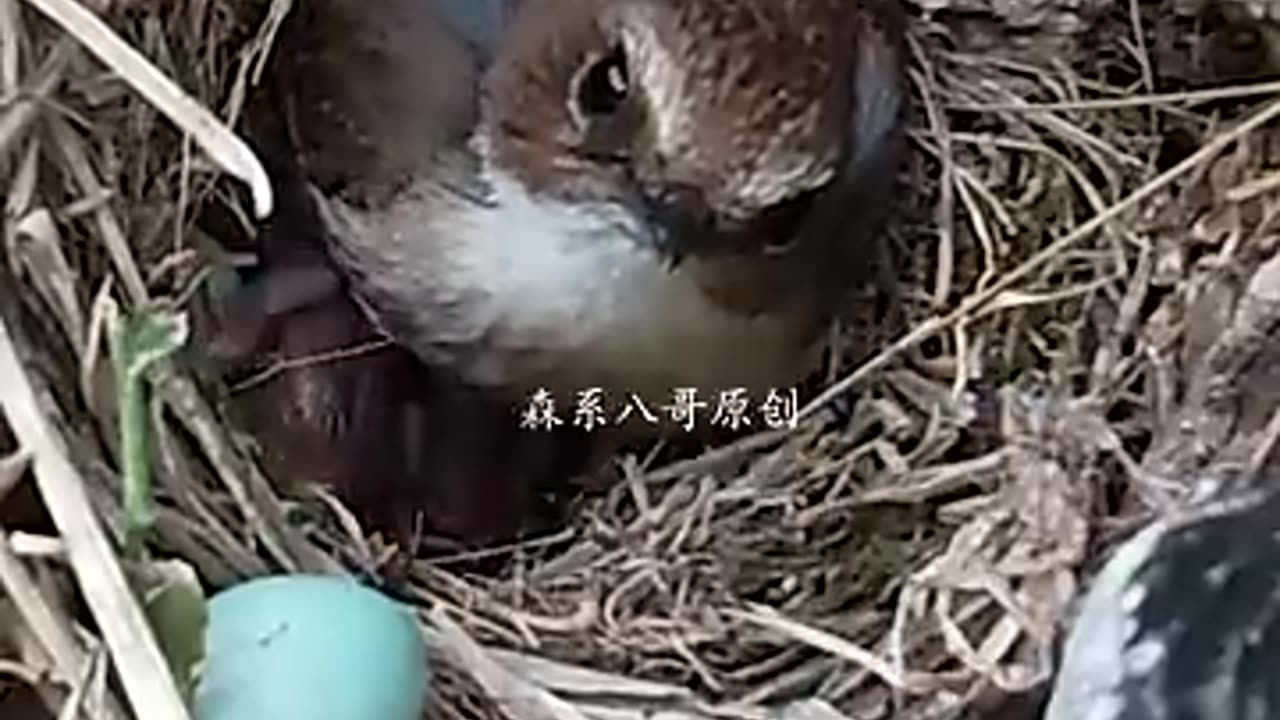 Cuckoo pushing eggs_