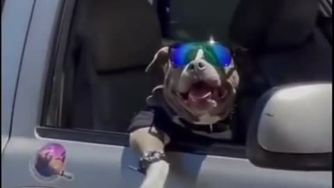 Very cool dog😂