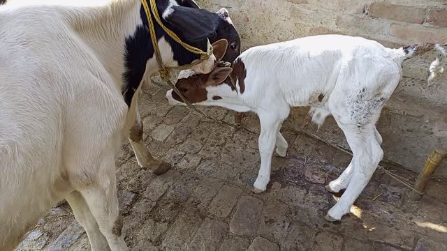 Cow, funny cows, beautiful cows, cow video,