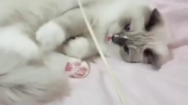 He wants to play!