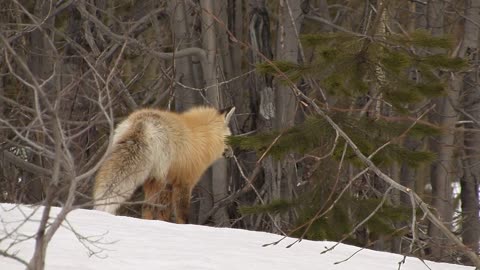 Fox Hunting in Snow Covered Forest