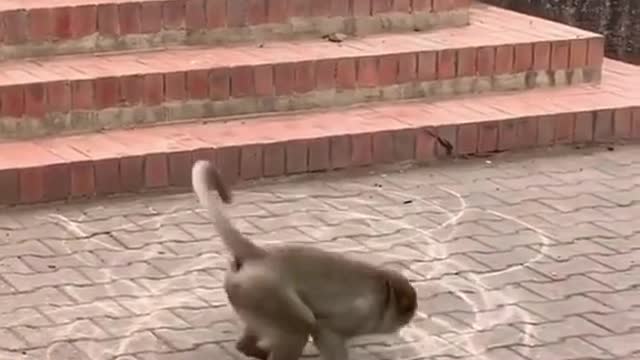 Funny monkey video