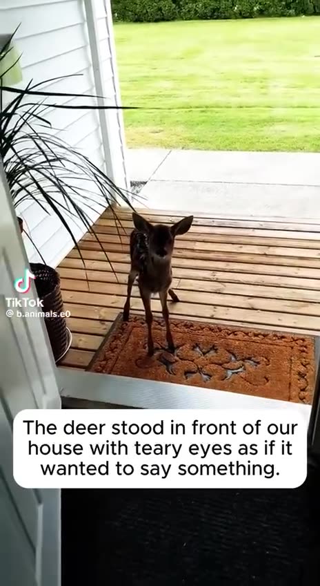 A little deer came to people asking for help. So cute