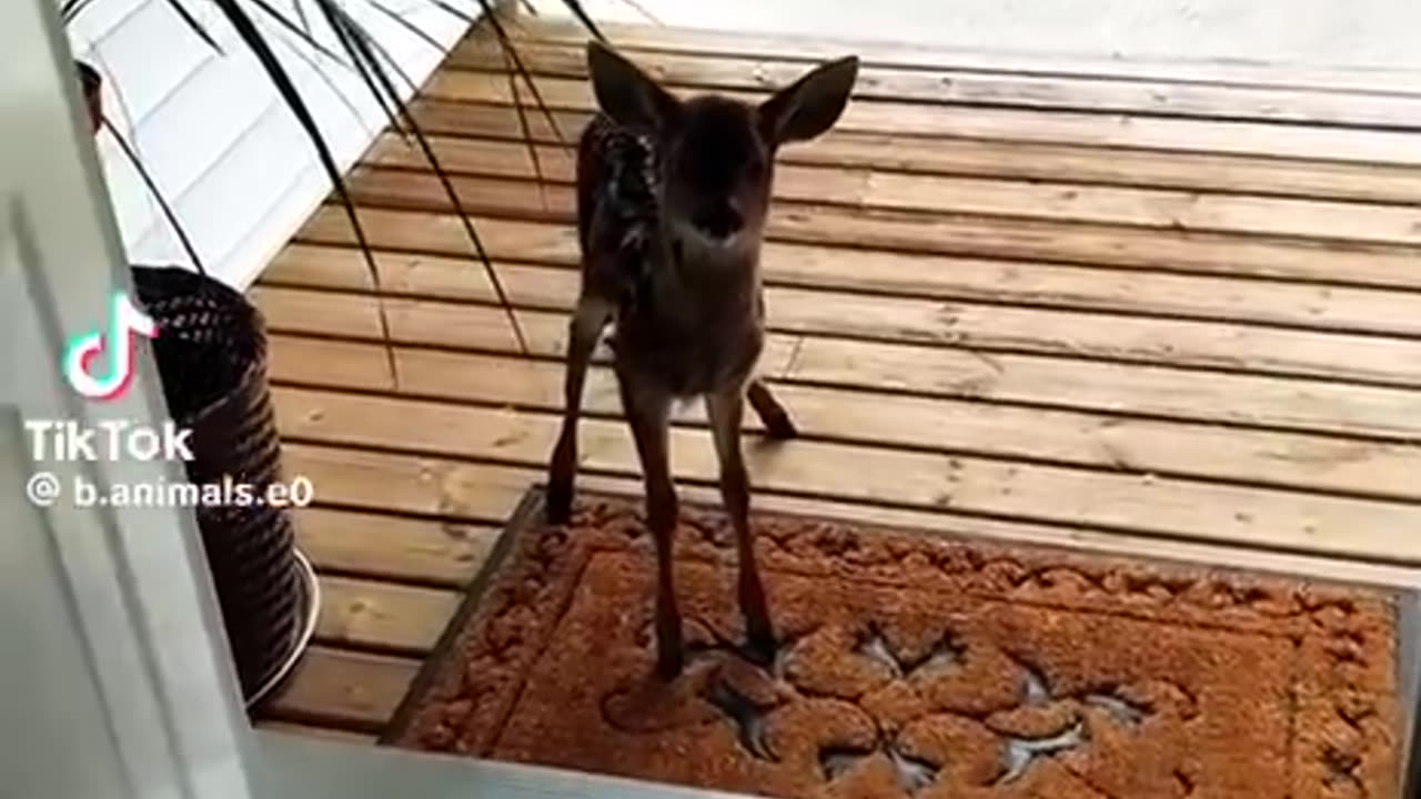 A little deer came to people asking for help. So cute