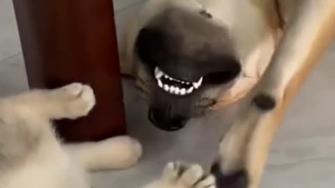 funny dog and kitten enjoyful video