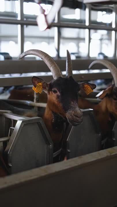 4.Close up of a Goat in a Dairy Farm