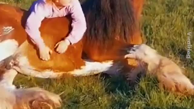 Watch These Funny Horses Moments