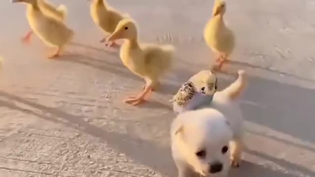 Unbelievable!!! Funny Dog Videos Try Not To Laugh π¦΄ππΆβοΈ