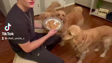 Homemade Puppy Treats