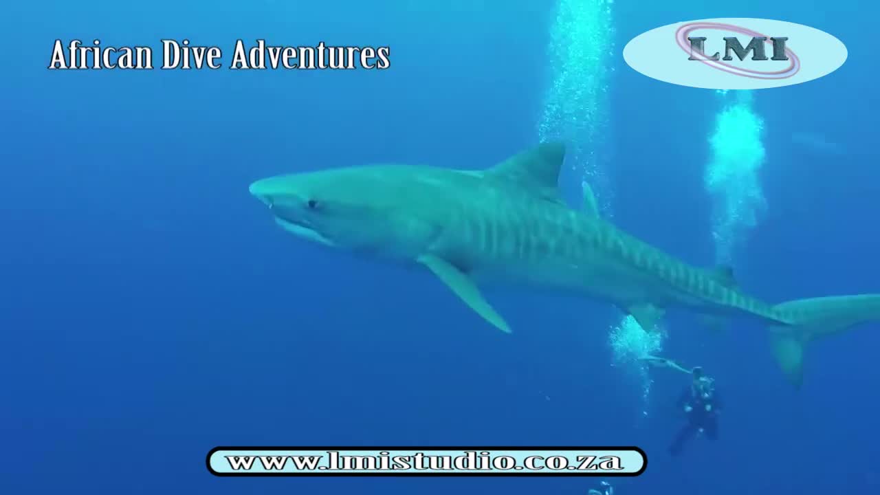 Diving and swimming with hungry Sharks