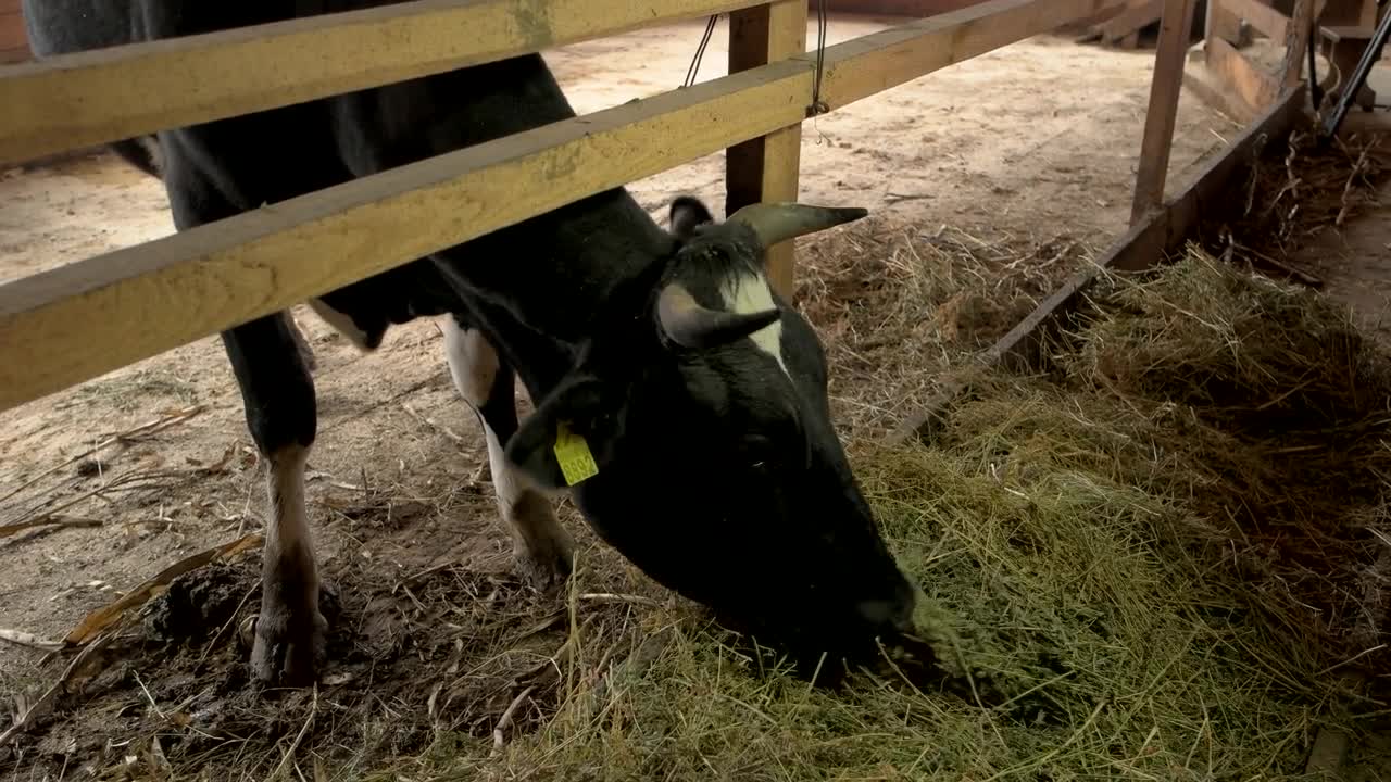 Close up cow eating hay at farm. Feeding of domestic cow in barn. Agriculture business concept