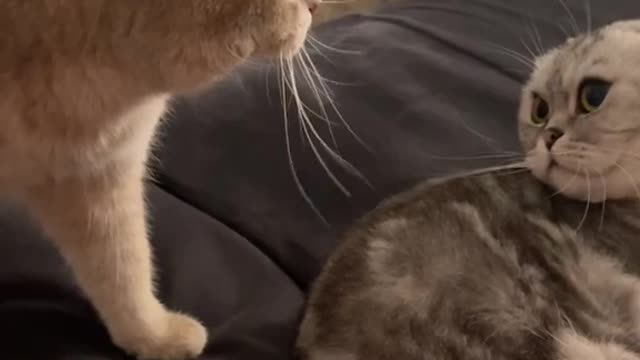 Really need someone to talk to.#catsoftiktok #cutecat #cat