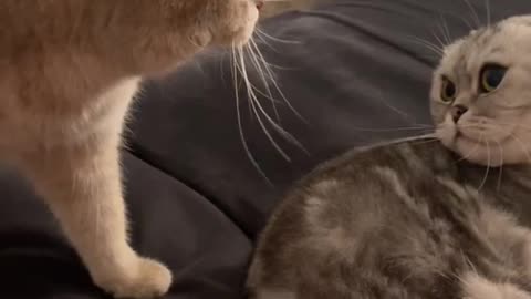 Really need someone to talk to.#catsoftiktok #cutecat #cat