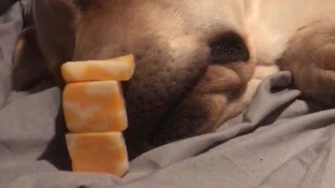 Stacking cheese cubes on dogs nose while asleep