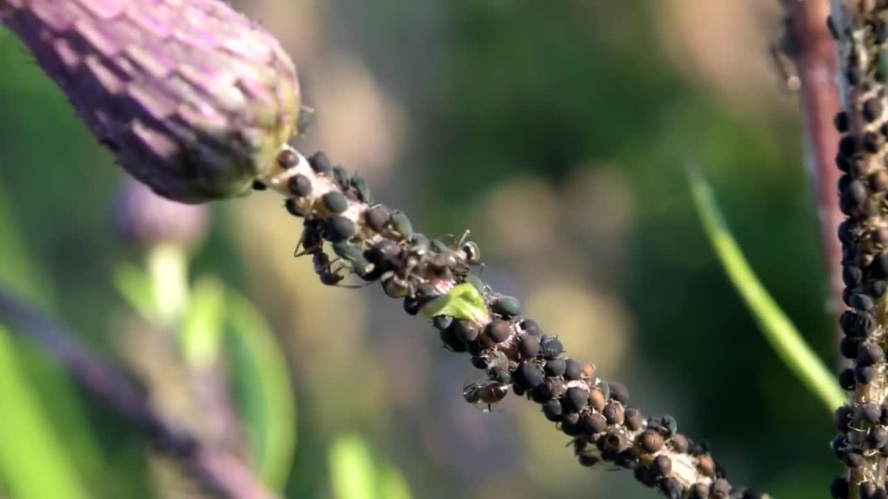 AMAZING ANTS