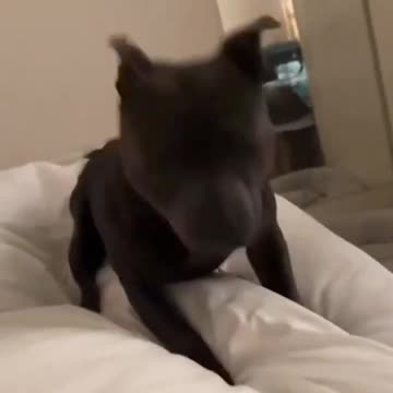 What are you still doing in bed? 🐶🐾