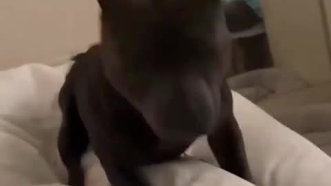 What are you still doing in bed? 🐶🐾