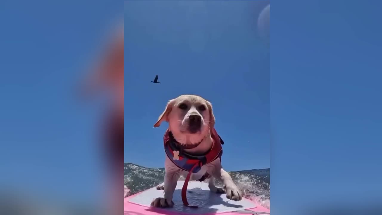 who doesn't love Surfing with their owner🏄‍♂️