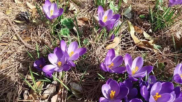 Wild flowers bloom again this year