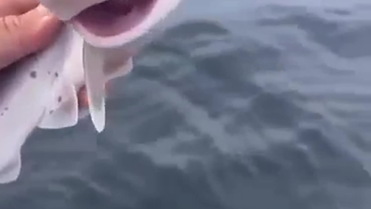 Smiling Fish - Funny Video