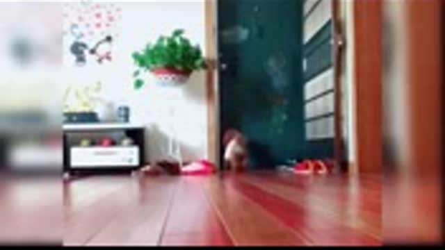 Baby dog funny video,fun video