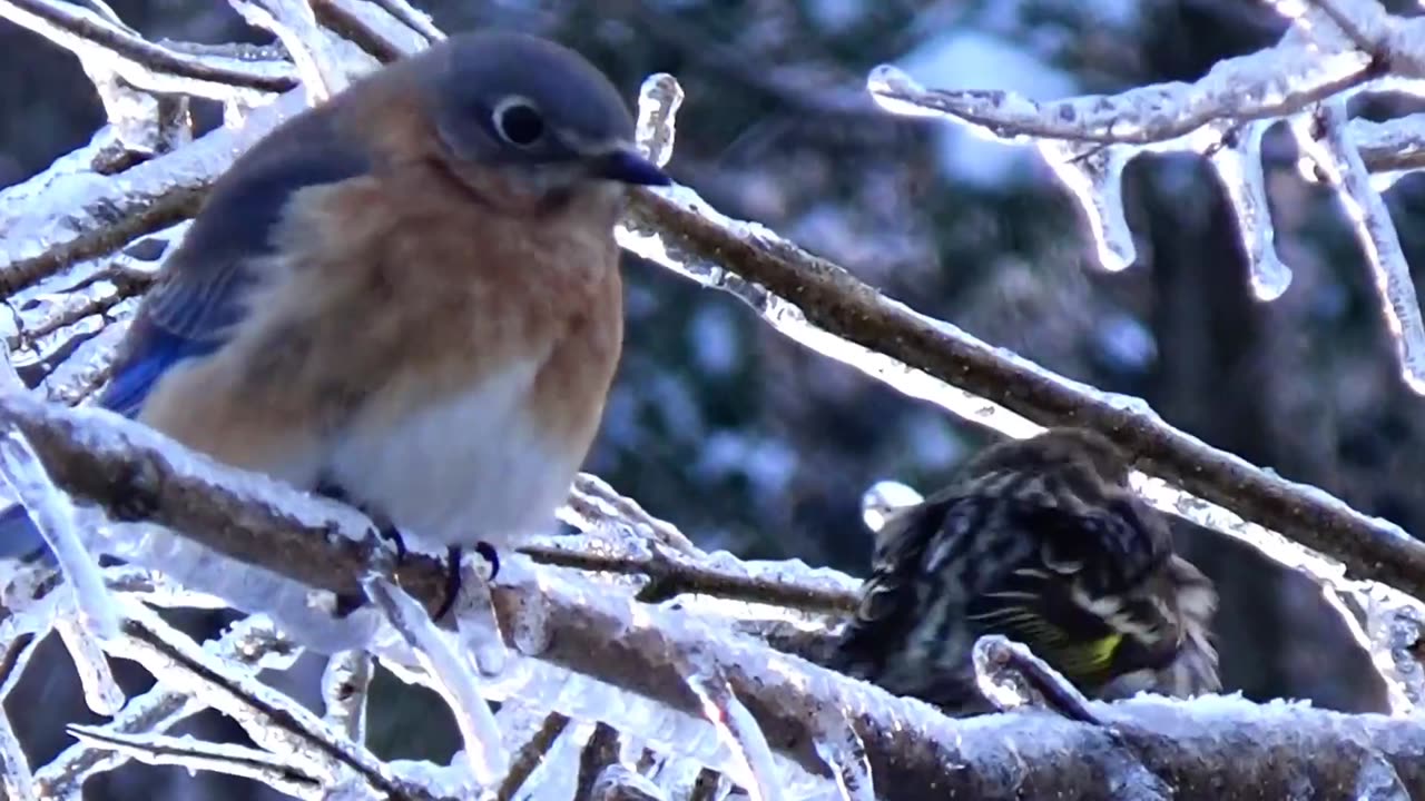 Beautiful Birds