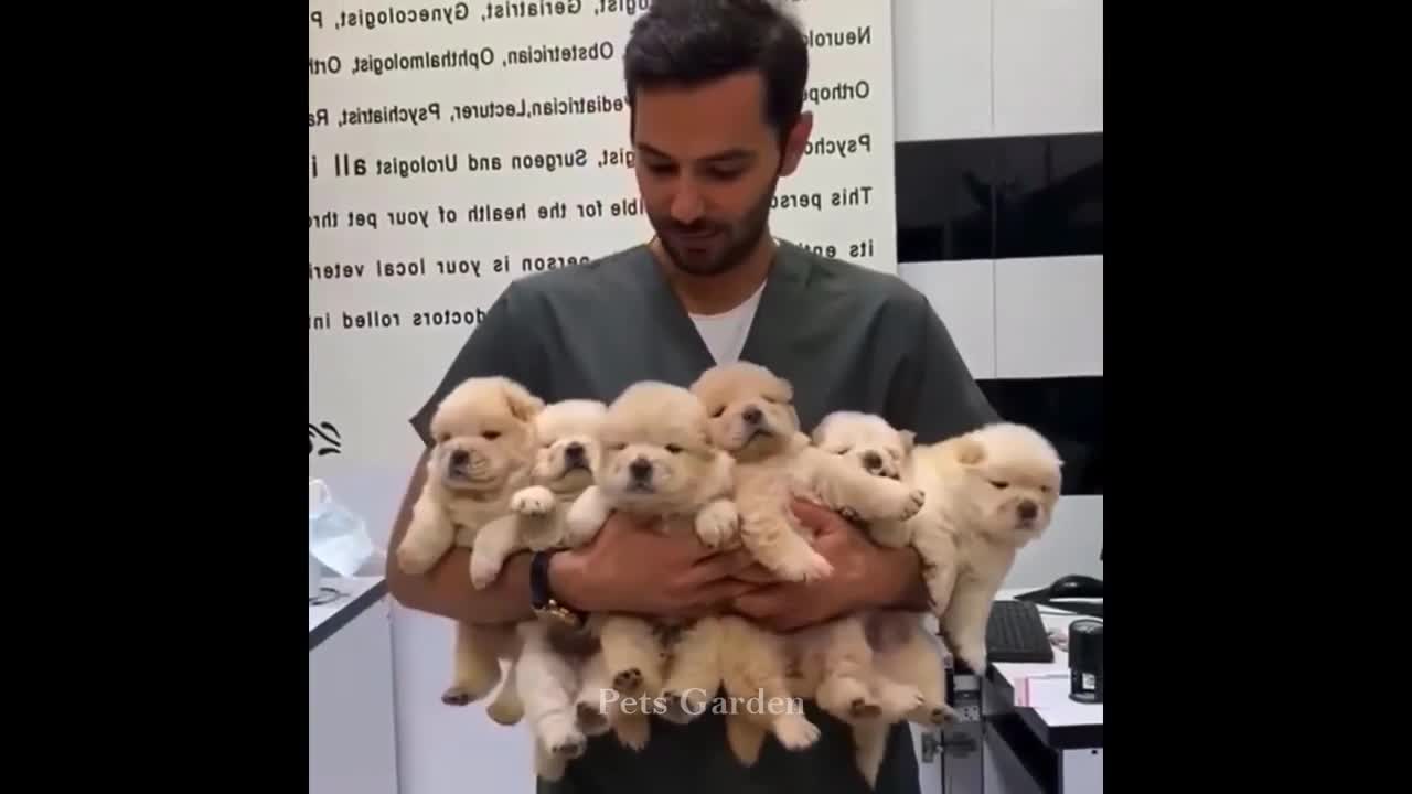 Compilação de Animais Bonitos e Animais Engraçados #125💗