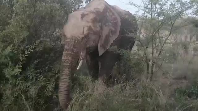 wild Elephant so close to me