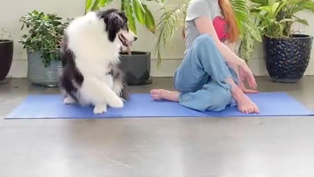 This smart mimicked it's owner on Happy international yoga day