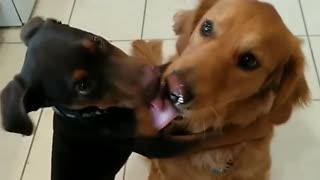 Puppy licks whipped cream off dog's face