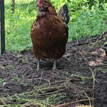 OMC! We miss Brownie - She was a beautiful sweet lil chicken. #chickens #Brownie #hens #shorts