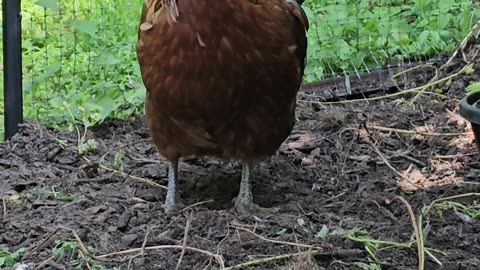 OMC! We miss Brownie - She was a beautiful sweet lil chicken. #chickens #Brownie #hens #shorts