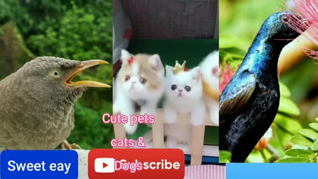 Cute pets cats Animal video