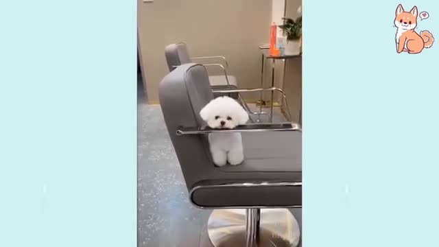 Watch these Cute and Funny Puppies😻 Compilation Videos