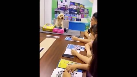 Funniest Cats and Dogs Videos