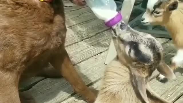 The sensire dog is feeding the goat kid carefully