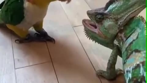 🤫 Watch "Parrot Vs Chameleon" ! 🦜🦎